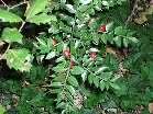 Bosco_Nicolosi - Bosco_Nicolosi_2009_11_22 004.jpg